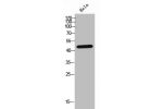 Western Blot analysis of HELA cells using GDF-7 Polyclonal Antibody