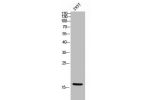 Western Blot analysis of 293T cells using Epigen Polyclonal Antibody