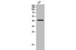 Western Blot analysis of rat cells using Connexin-45 Polyclonal Antibody