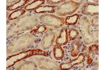 Immunohistochemistry of paraffin-embedded human kidney tissue using CSB-PA006391LA01HU at dilution of 1:100