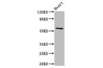 Western Blot<br />
Positive WB detected in:Rat heart tissue<br />
All lanes:CYP2A6 antibody at 3