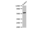 Western Blot<br />
Positive WB detected in:Mouse kidney tissue<br />
All lanes:CYP2C19 antibody at 4