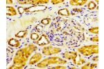 IHC image of CSB-PA006451LA01HU diluted at 1:200 and staining in paraffin-embedded human kidney tissue performed on a Leica BondTM system. After dewaxing and hydration, antigen retrieval was mediated by high pressure in a citrate buffer (pH 6.0). Section 