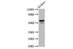 Western Blot<br />
Positive WB detected in:Rat kidney tissue<br />
All lanes:CYP8B1 antibody at 6.4
