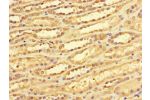 Immunohistochemistry of paraffin-embedded human kidney tissue using CSB-PA006482LA01HU at dilution of 1:100