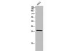 Western Blot analysis of K562 cells using Cdc42EP2 Polyclonal Antibody