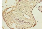 Immunohistochemistry of paraffin-embedded human placenta tissue using CSB-PA006563ESR1HU at dilution 1:100