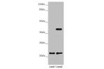 Western blot<br />
All lanes:DCTN6 antibody at 3.5 ug/ml<br />
Lane 1 : A549 whole cell lysate<br />
Lane 2 : U251 whole cell lysate<br />
Secondary<br />
Goat polyclonal to rabbit IgG at 1/10000 dilution<br />
Predicted band size: 21 kDa<br />
Observed b