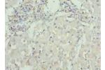 Immunohistochemistry of paraffin-embedded human liver tissue using CSB-PA006576LA01HU at dilution of 1:100