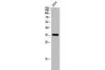 Western Blot analysis of 293T cells using C/EBP 