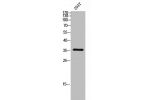 Western Blot analysis of 293T cells using C/EBP 