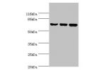 Western blot<br />
All lanes:DDX3X antibody at 12ug/ml<br />
Lane 1:NIH3T3 whole cell lysate<br />
Lane 2:K562 whole cell lysate<br />
Lane 3:Jurkat whole cell lysate<br />
Secondary<br />
Goat polyclonal to rabbit at 1/10000 dilution<br />
Predicted band