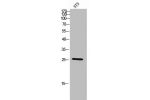 Western Blot analysis of 3T3 cells using C/EBP e Polyclonal Antibody