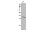 Western Blot analysis of rat cells using PHAPI2 Polyclonal Antibody