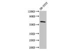 Western Blot<br />
Positive WB detected in:SH-SY5Y whole cell lysate<br />
All lanes:DEAF1 antibody at 3.2