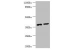 Western blot<br />
All lanes:DEDD antibody at 0.56ug/ml<br />
Lane 1:mouse lung tissue<br />
Lane 2:mouse thymus tissue<br />
Secondary<br />
Goat polyclonal to rabbit at 1/10000 dilution<br />
Predicted band size: 37,41 kDa<br />
Observed band size: 36 k