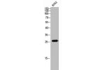 Western Blot analysis of K562 cells using Cdc42EP3 Polyclonal Antibody