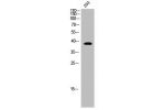 Western Blot analysis of COS7 cells using DNAM-1 Polyclonal Antibody