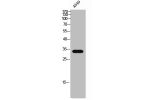 Western Blot analysis of A549 cells using CGREF1 Polyclonal Antibody