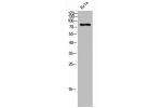 Western Blot analysis of HeLa cells using ARPP-21 Polyclonal Antibody
