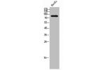 Western Blot analysis of HUVEC cells using FRS2 Polyclonal Antibody