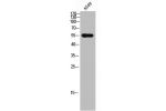 Western Blot analysis of A549 cells using CD3EAP Polyclonal Antibody