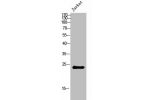 Western Blot analysis of Jurkat cells using CYB561D2 Polyclonal Antibody
