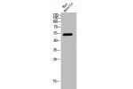 Western Blot analysis of RAT-MUSLE cells using Chk1 Polyclonal Antibody
