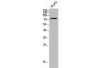 Western Blot analysis of HepG2 cells using FAF1 Polyclonal Antibody