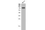 Western Blot analysis of mouse cells using AKAP 10 Polyclonal Antibody