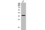 Western Blot analysis of 3T3 cells using CA VB Polyclonal Antibody