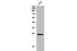 Western Blot analysis of COS-7 cells using Pmp24 Polyclonal Antibody