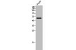 Western Blot analysis of HepG2 cells using mAChR M1 Polyclonal Antibody