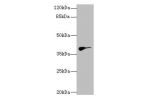 Western blot<br />
All lanes: DHDDSantibody at 2.97ug/ml+ Hela whole cell lysate<br />
Goat polyclonal to rabbit at 1/10000 dilution<br />
Predicted band size: 39,35 kDa<br />
Observed band size: 39 kDa<br />