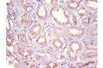 Immunohistochemistry of paraffin-embeded human kidney using CSB-PA006867DA01HU at dilution of 1:100