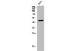 Western Blot analysis of 293T cells using CLN5 Polyclonal Antibody