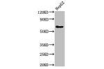 Western Blot<br />
Positive WB detected in:HepG2 whole cell lysate<br />
All lanes:DLAT antibody at 4