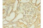Immunohistochemistry of paraffin-embedded human kidney tissue using CSB-PA006930LA01HU at dilution 1:100