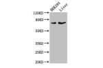 Western Blot<br />
Positive WB detected in:HEK293 whole cell lysate,Mouse liver tissue<br />
All lanes:DLL4 antibody at 4ug/ml<br />
Secondary<br />
Goat polyclonal to rabbit IgG at 1/50000 dilution<br />
Predicted band size: 75 kDa<br />
Observed band si