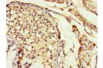 Immunohistochemistry of paraffin-embedded human testis tissue using CSB-PA006956LA01HU at dilution of 1:100