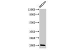 Western Blot<br />
Positive WB detected in:HEK293 whole cell lysate<br />
All lanes:DLX6 antibody at 3.4