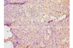 Immunohistochemistry of paraffin-embedded human tonsil using CSB-PA006967DSR2HU at dilution 1:100