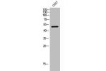 Western Blot analysis of COS7 cells using CKR-5 Polyclonal Antibody