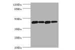 Western blot<br />
All lanes:DNAJA2 antibody at 3.12ug/ml<br />
Lane 1:A375 whole cell lysate<br />
Lane 2:PC-3 whole cell lysate<br />
Lane 3:HepG2 whole cell lysate<br />
Lane 4:Hela whole cell lysate<br />
Secondary<br />
Goat polyclonal to rabbit at 1
