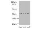 Western blot<br />
All lanes: DNAJB2 antibody at 1.18ug/ml<br />
Lane 1 : 293T whole cell lysate<br />
Lane 2 : PC-3 whole cell lysate<br />
Lane 3 : A431 whole cell lysate<br />
Secondary<br />
Goat polyclonal to rabbit IgG at 1/10000 dilution<br />
Pred