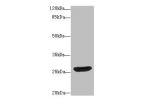 Western blot<br />
All lanes: DnaJ homolog subfamily B member 2 antibody at 10ug/ml+ A431 whole cell lysate<br />
Goat polyclonal to rabbit at 1/10000 dilution<br />
Predicted band size: 36,31 kDa<br />
Observed band size: 36 kDa<br />