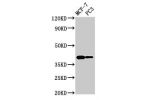 Western Blot<br />
Positive WB detected in:MCF-7 whole cell lysate,PC3 whole cell lysate<br />
All lanes:DNASE2 antibody at 2.7