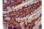 IHC image of CSB-PA007087LA01HU diluted at 1:600 and staining in paraffin-embedded human small intestine tissue performed on a Leica BondTM system. After dewaxing and hydration, antigen retrieval was mediated by high pressure in a citrate buffer (pH 6.0).