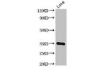 Western Blot<br />
Positive WB detected in:Mouse lung tissue<br />
All lanes:DPM1 antibody at 3