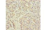 Immunohistochemistry of paraffin-embedded human pancreatic tissue using CSB-PA007156ESR2HU at dilution of 1:100